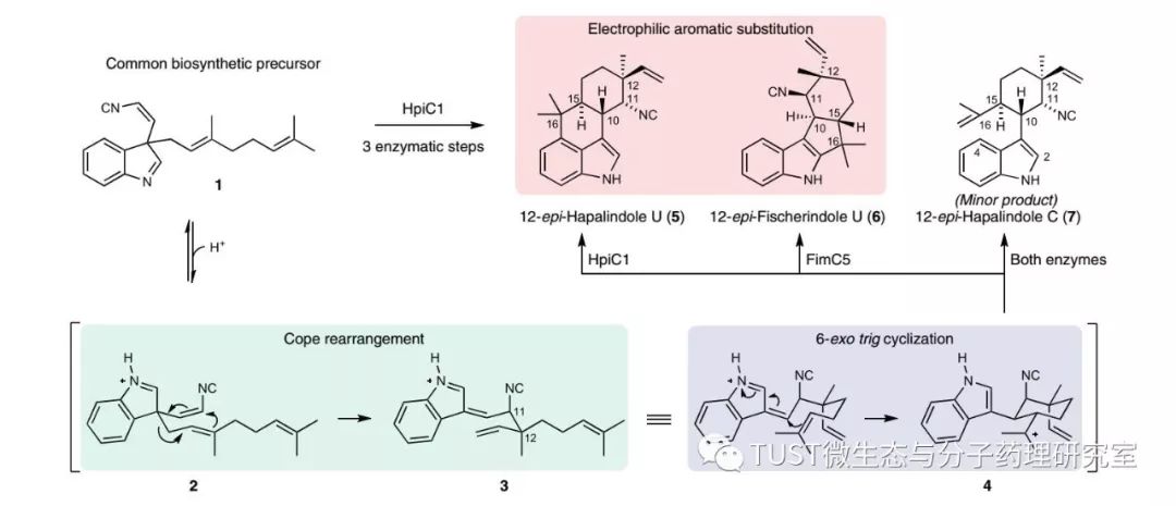 《Nature Chemical Biology》:Hapalindole生物合成中的Cope重排及环化反应结构基础(图1)