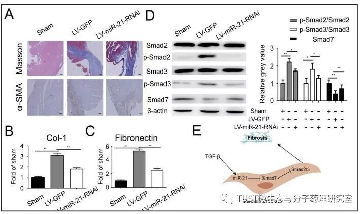 《Cell Physiol Biochem》：miR21靶标SMAD7促进心肌梗死后的心肌纤维化(图1)