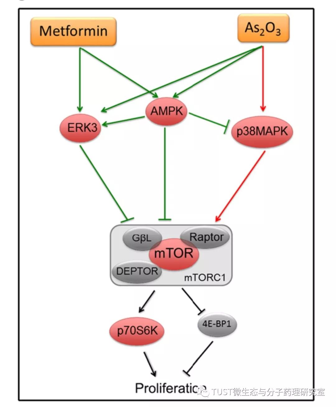 J Hematol Oncol：二甲双胍增强三氧化二砷抑制肝内胆管癌的作用(图1)
