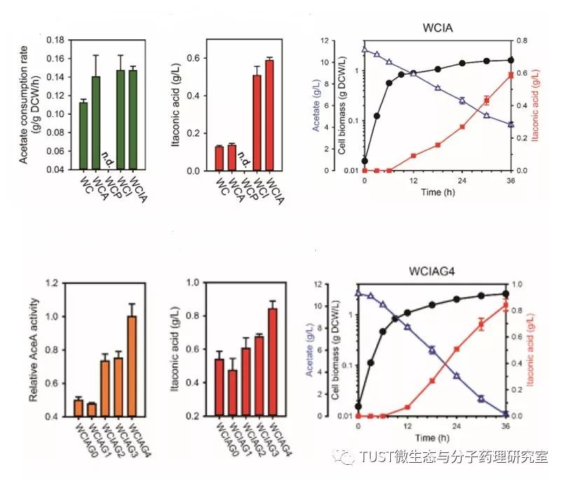 《Biotechnol Bioeng》:耐酸性大肠杆菌利用醋酸盐生产衣康酸(图1)