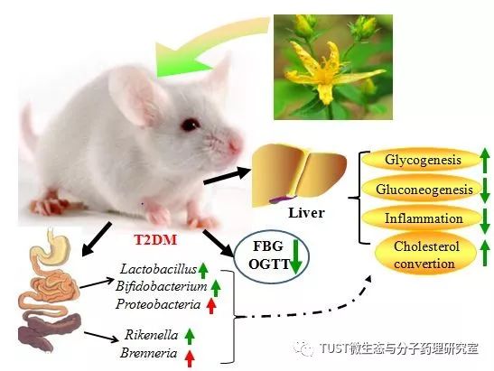 《J Funct Foods》：本研究室揭示乌腺金丝桃调控肠道菌群发挥降糖功效机制(图1)