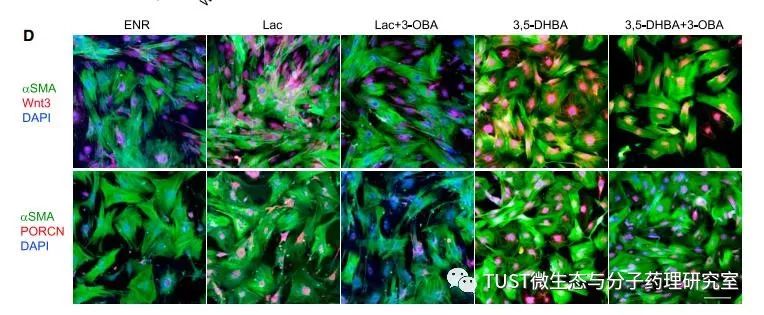 乳酸及其产生菌可促进肠道干细胞介导的肠上皮发育再生(图1) 乳酸及其产生菌可促进肠道干细胞介导的肠上皮发育再生(图1)