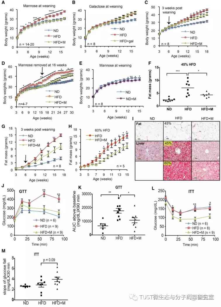 Cell Rep:甘露糖可改变肠道菌群结构并改善代谢、预防饮食诱导的肥胖(图1) Cell Rep:甘露糖可改变肠道菌群结构并改善代谢、预防饮食诱导的肥胖(图1)