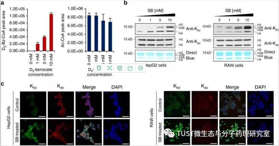 Nat Commun：防腐剂苯甲酸可能通过SIRT2调控组蛋白赖氨酸苯甲酰化(图1)
