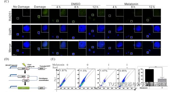 Cancers：褪黑素通过LncRNA抑制DNA修复、增强肝癌化疗敏感性(图1)