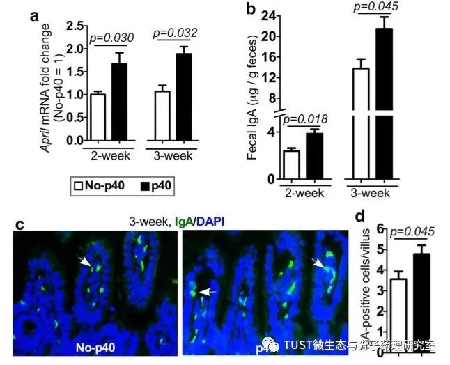 新生儿期补充鼠李糖乳杆菌LGG衍生蛋白P40可通过EGFR促进肠道发育并影响成年后健康(图1)
