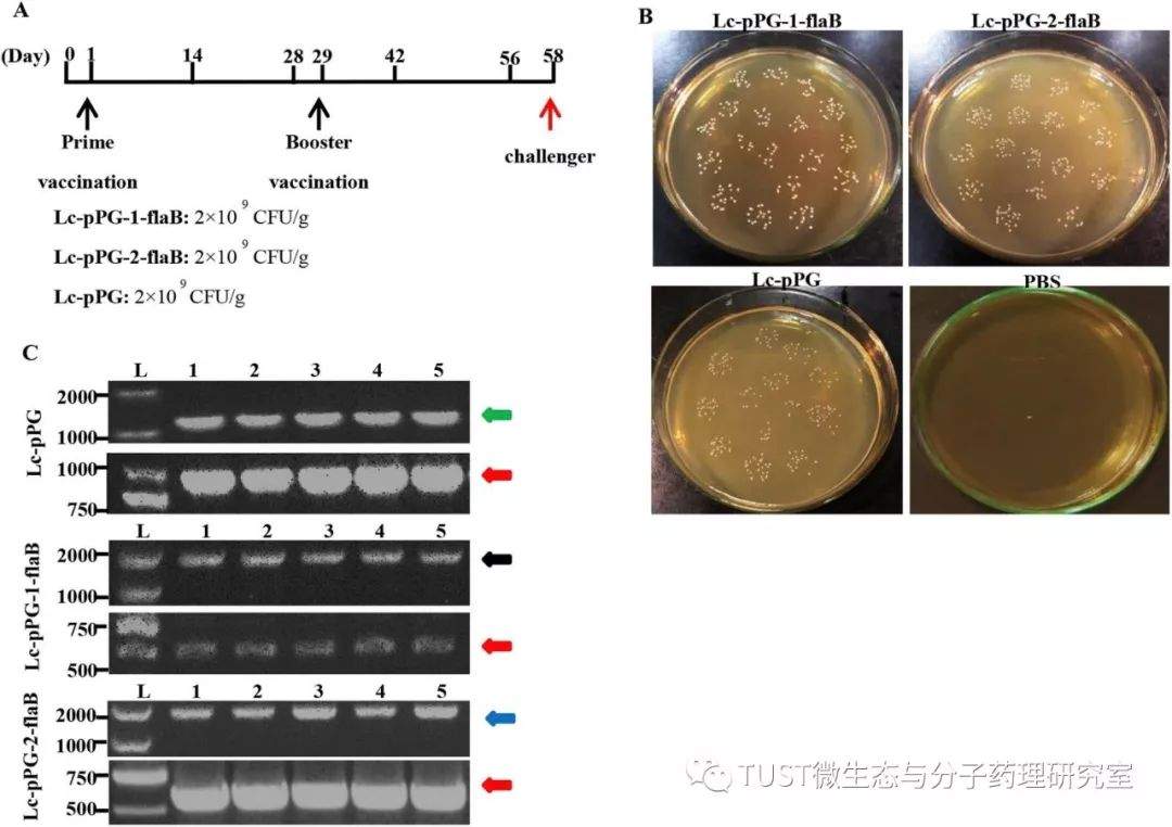 flaB重组干酪乳杆菌口服疫苗可增强鲤鱼对气单胞菌的免疫能力(图2)