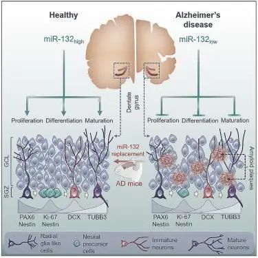 《Cell Stem Cell》：“小分子”让阿尔茨海默病患者的大脑“返老还童”(图3)