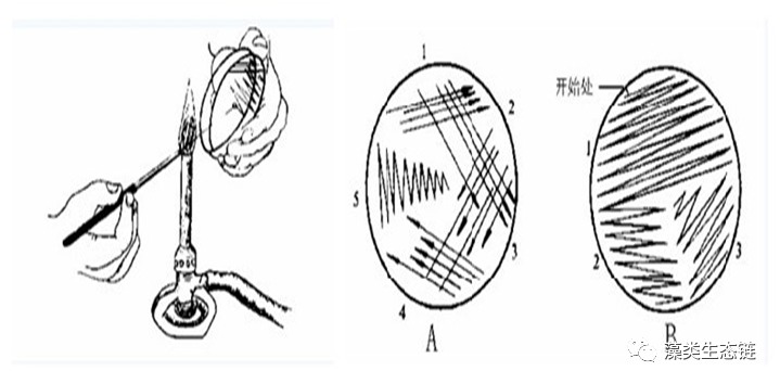 藻类植物介绍与藻类光生物反应器设计(图7)