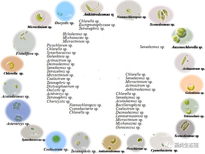 藻类植物介绍与藻类光生物反应器设计(图1)