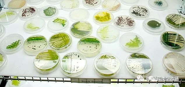 藻类植物介绍与藻类光生物反应器设计(图8)
