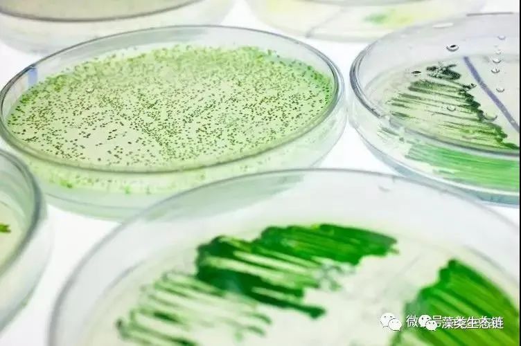 藻类植物介绍与藻类光生物反应器设计(图12)