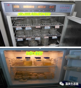 藻类植物介绍与藻类光生物反应器设计(图11)