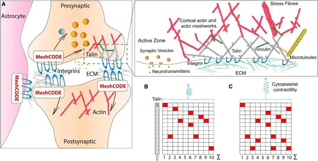 《分子神经科学前沿》：记忆如何储存在大脑中的新理论(图4)