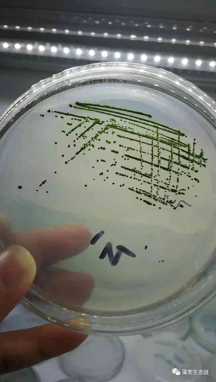 藻类植物介绍与藻类光生物反应器设计(图10)