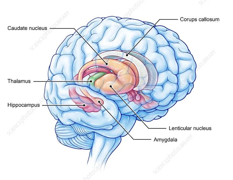 乔治城大学：APOE4基因使艾滋病毒携带者阿尔茨海默病的患病风险更高(图3)