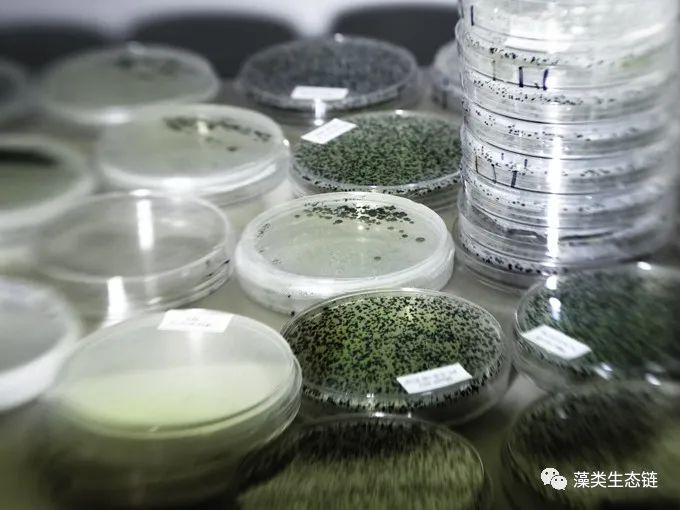 藻类植物介绍与藻类光生物反应器设计(图9)