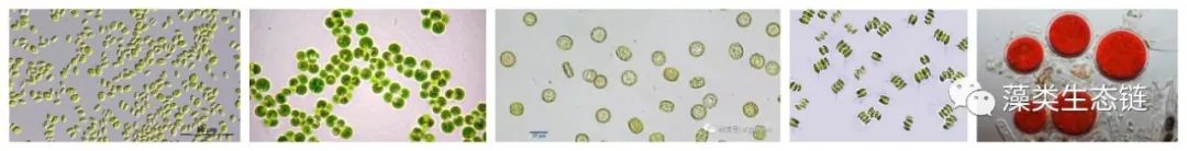 藻类植物介绍与藻类光生物反应器设计(图2)