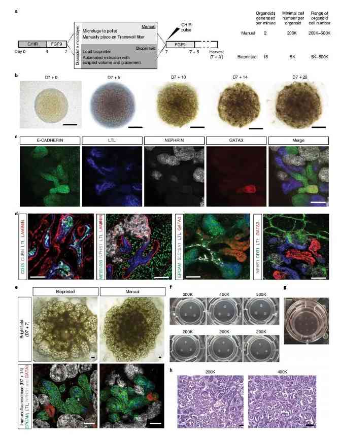研究人员对人体的微型肾脏进行生物3D打印(图2)