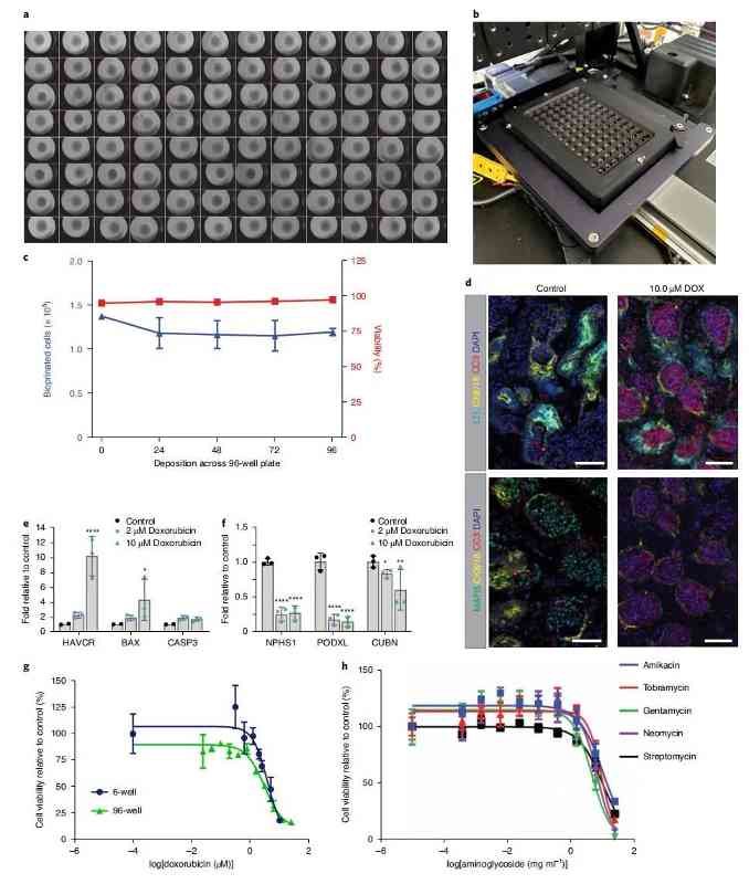 研究人员对人体的微型肾脏进行生物3D打印(图4)