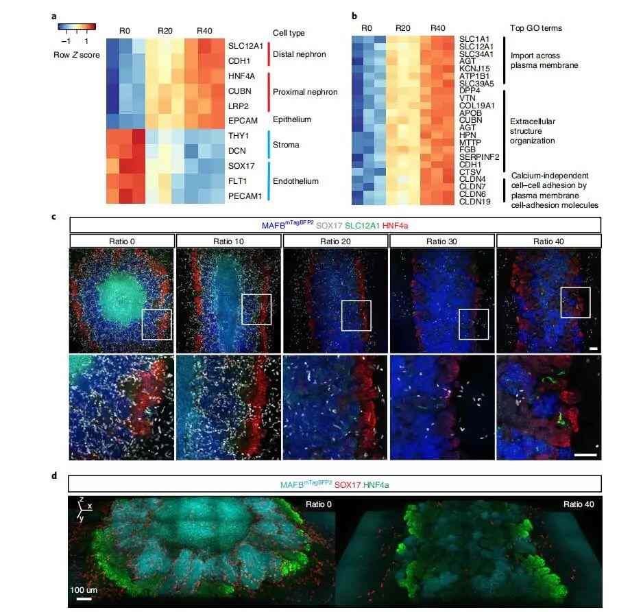 研究人员对人体的微型肾脏进行生物3D打印(图3)