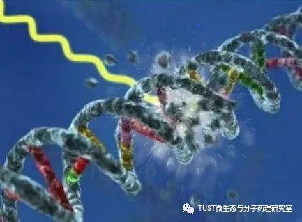 辐射诱导的双链断裂可在无广泛切除的情况下发生重组修复(图1)