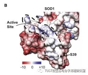 mTORC1通过SOD1的可逆磷酸化，调节真核细胞对营养条件的反应(图1)