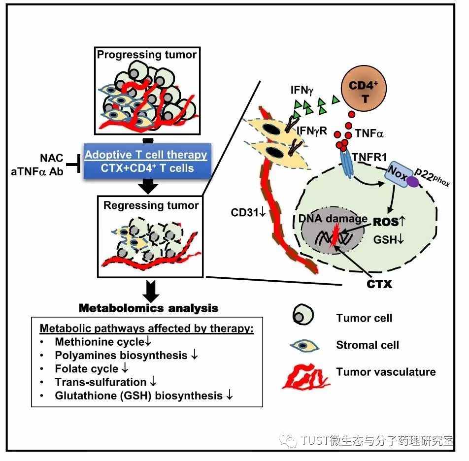 CD4+T细胞改变肿瘤代谢，导致TNF-α依赖的氧化应激增强及肿瘤细胞死亡(图1)
