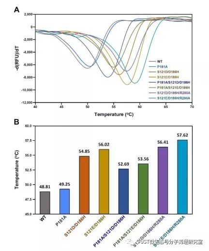 理性分子设计，提高Ideonella sakaiensis菌PET降解酶的热稳定性(图1)