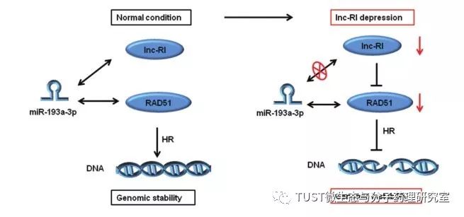 lnc-RI作为ceRNA稳定RAD51 mRNA，调节DNA双链断裂的同源重组修复(图1)