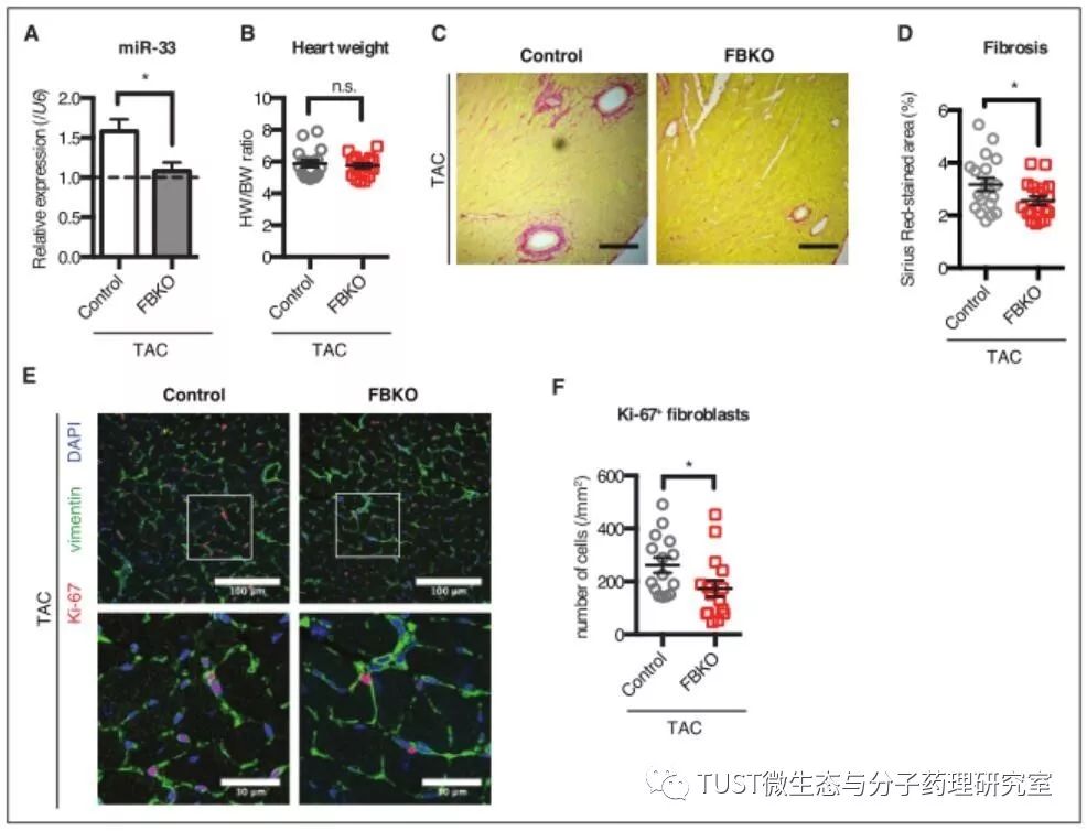 miRNA-33通过保存脂质筏胆固醇来控制重塑心脏的适应性纤维化反应(图1)