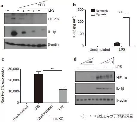 Nature：TCA中间产物琥珀酸会通过HIF-1α诱导IL-1β炎症信号(图1)