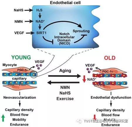 内皮细胞中NAD+/H2S信号受损是血管老化的可逆性原因(图1)