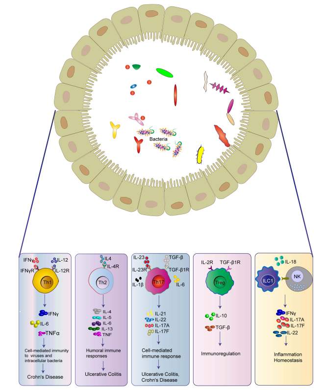 认识炎症性肠病(IBD)(图2) 认识炎症性肠病(IBD)(图2)