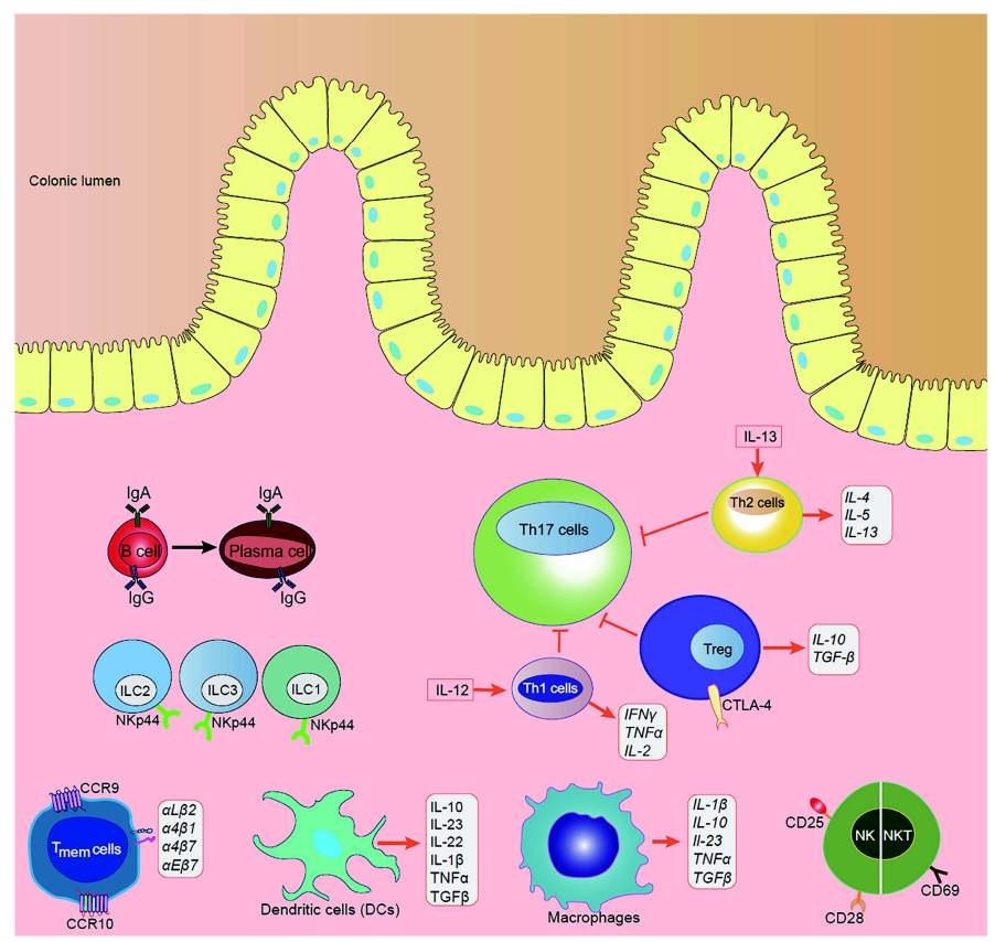 认识炎症性肠病(IBD)(图1) 认识炎症性肠病(IBD)(图1)