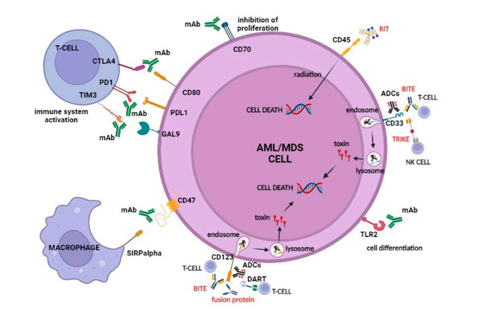 AML和MDS的抗体靶向治疗(图1) AML和MDS的抗体靶向治疗(图1)