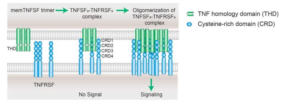 TNFRSF激动剂抗体:FcγRIIB交联的作用(图2) TNFRSF激动剂抗体:FcγRIIB交联的作用(图2)