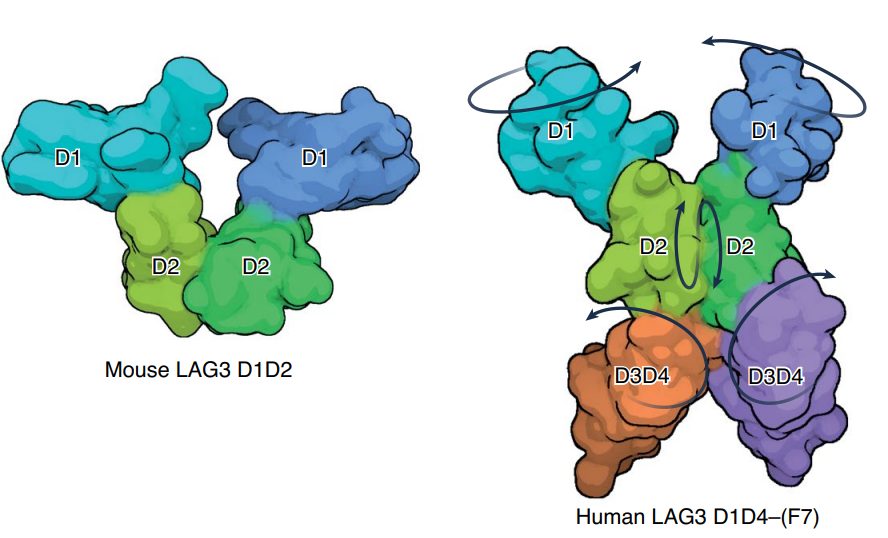 LAG-3分子结构的新见解(图1) LAG-3分子结构的新见解(图1)