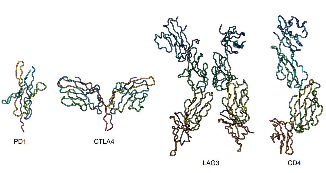 LAG-3分子结构的新见解(图2) LAG-3分子结构的新见解(图2)