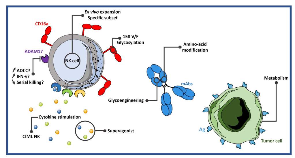 CD16a生物学以及提高ADCC作用的策略(图2) CD16a生物学以及提高ADCC作用的策略(图2)