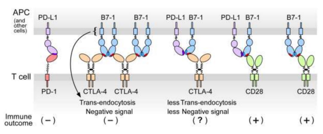 检查点PD-1生物学的新见解(图2) 检查点PD-1生物学的新见解(图2)