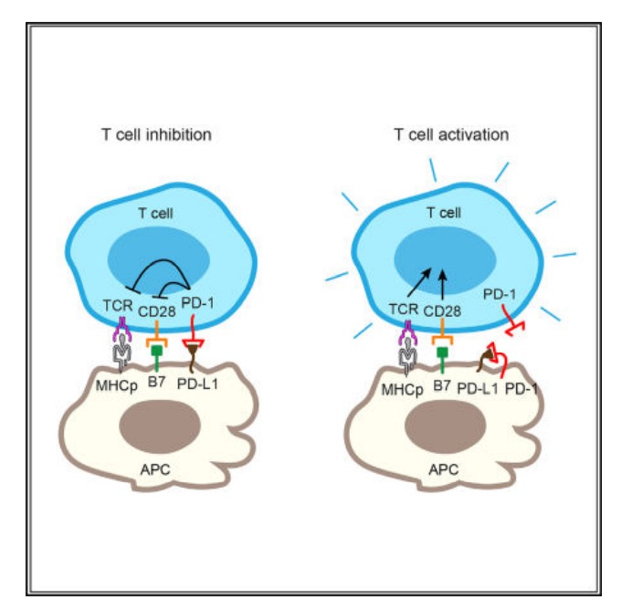 检查点PD-1生物学的新见解(图1) 检查点PD-1生物学的新见解(图1)
