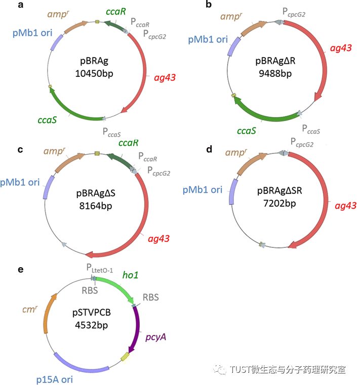 一种针对非光合细菌的光调节性细胞恢复系统(图2) 一种针对非光合细菌的光调节性细胞恢复系统(图2)