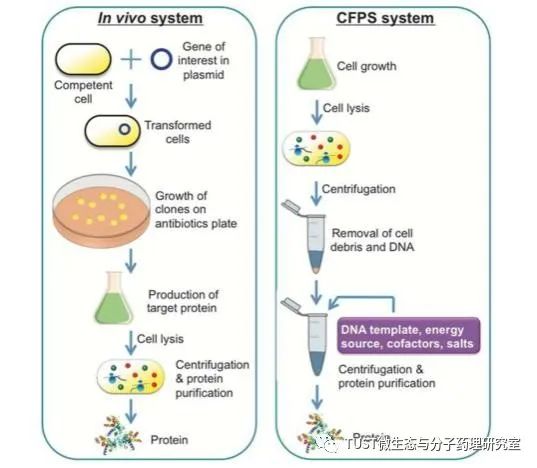 通过蛋白质组重编程,对无细胞合成生物学系统进行整体工程设计(图1) 通过蛋白质组重编程,对无细胞合成生物学系统进行整体工程设计(图1)