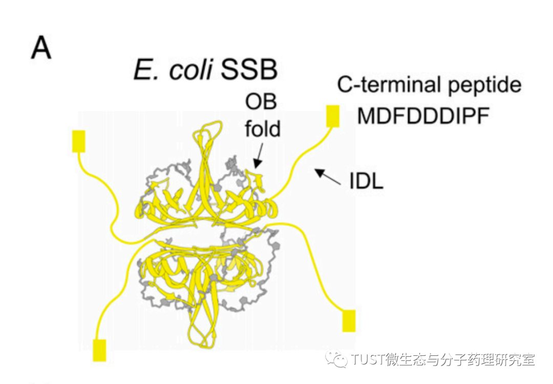通过蛋白与蛋白、蛋白与DNA相互作用控制ssDNA结合蛋白的相分离(图1) 通过蛋白与蛋白、蛋白与DNA相互作用控制ssDNA结合蛋白的相分离(图1)