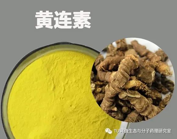 黄连素的酒精性肝病治疗作用与诱导免疫抑制细胞及调节肠道微生态有关(图3) 黄连素的酒精性肝病治疗作用与诱导免疫抑制细胞及调节肠道微生态有关(图3)