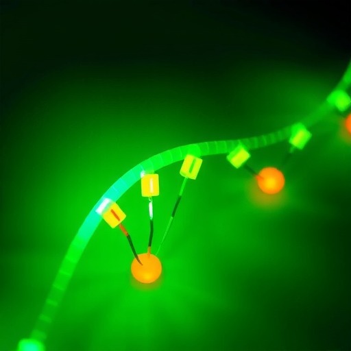 一种可高效监测DNA修复酶活性的新型荧光标记纳米开关(图1)