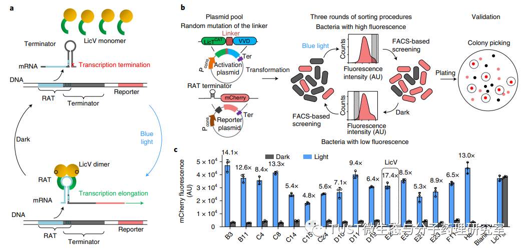 光控RNA联合CRISPR-Cas技术,可时空精确操纵活细胞的RNA代谢与功能(图2) 光控RNA联合CRISPR-Cas技术,可时空精确操纵活细胞的RNA代谢与功能(图2)