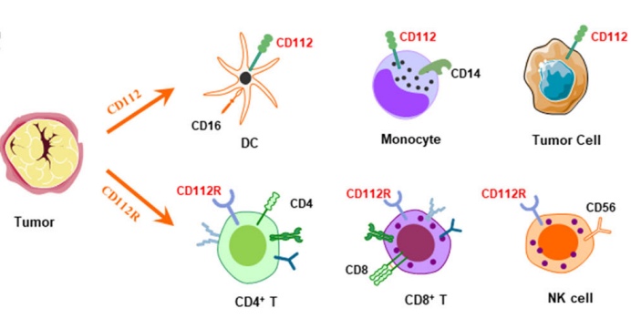 肿瘤免疫治疗中的CD112R/CD112轴(图3)