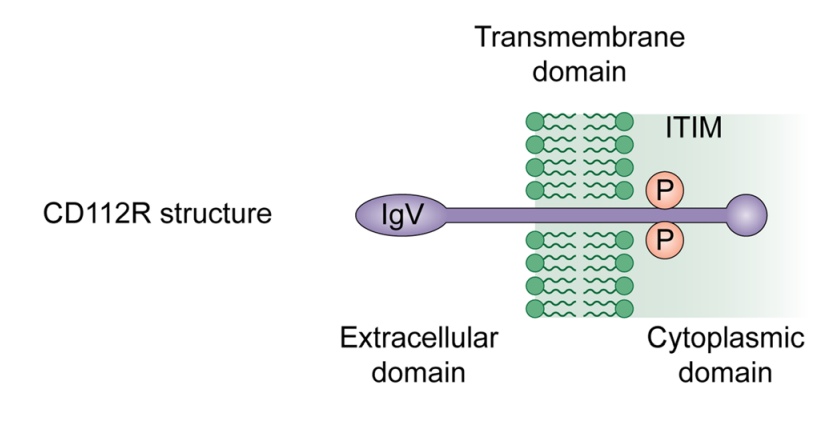 肿瘤免疫治疗中的CD112R/CD112轴(图1)